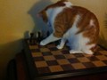Neptune_Chess