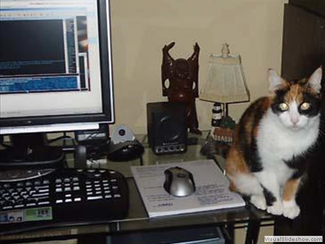 Compu Kitty