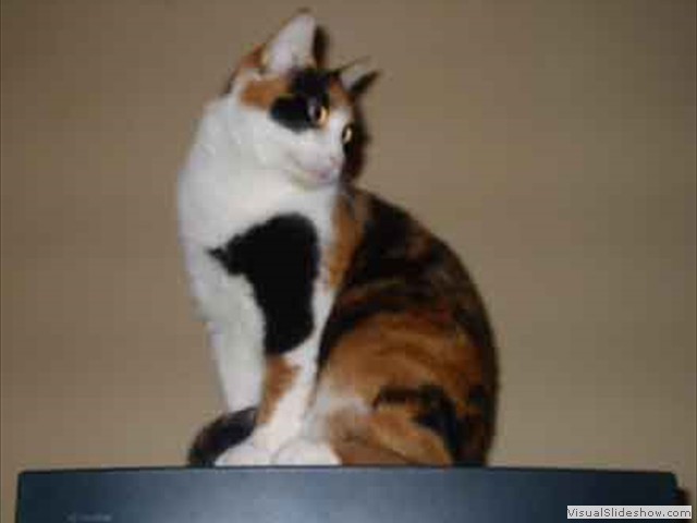 Monitor Cat
