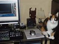 Compu Kitty