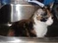 Tude in a Sink